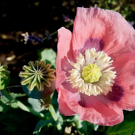 Chic A La Closerie B&B *