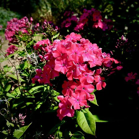 Chic A La Closerie *