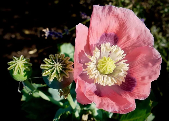 Chic A La Closerie Bed & Breakfast *