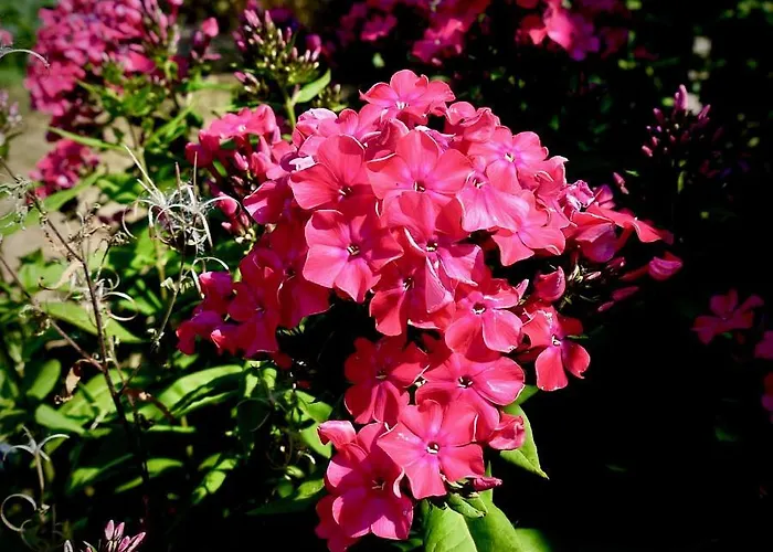 Chic A La Closerie *